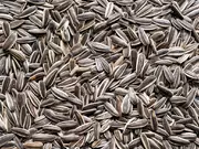 Slunečnice žíhaná velká