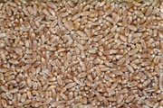 Pšenice krmná